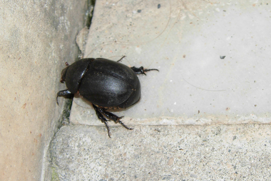 Coleotteri neri da Creta